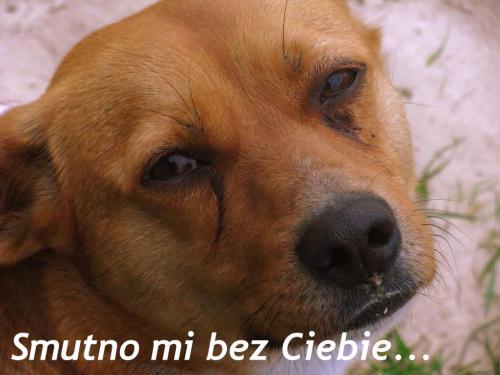 Tęsknota...